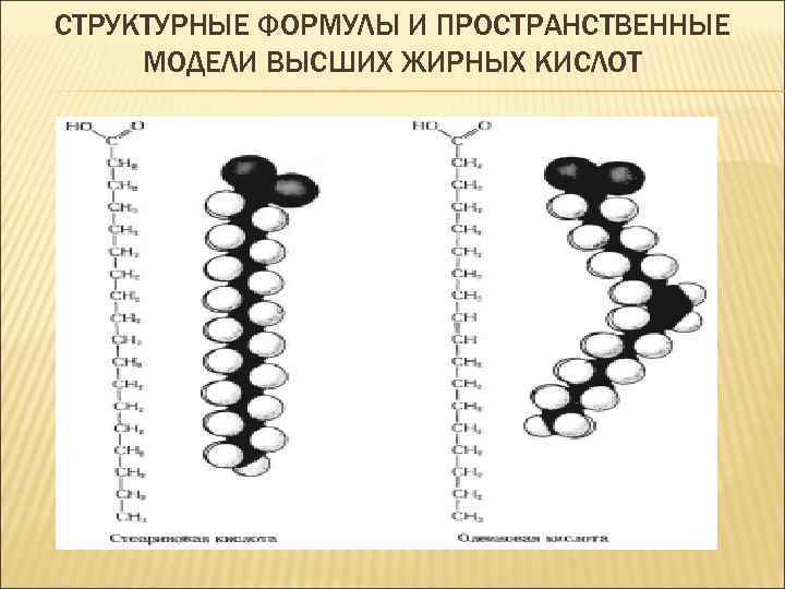 СТРУКТУРНЫЕ ФОРМУЛЫ И ПРОСТРАНСТВЕННЫЕ МОДЕЛИ ВЫСШИХ ЖИРНЫХ КИСЛОТ 