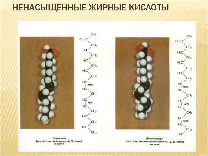 НЕНАСЫЩЕННЫЕ ЖИРНЫЕ КИСЛОТЫ 