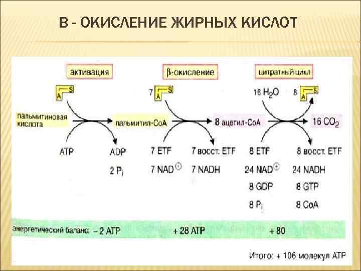 Бета окисление масляной кислоты схема и описание