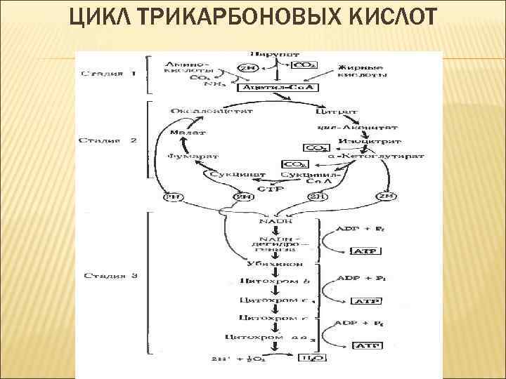 ЦИКЛ ТРИКАРБОНОВЫХ КИСЛОТ 
