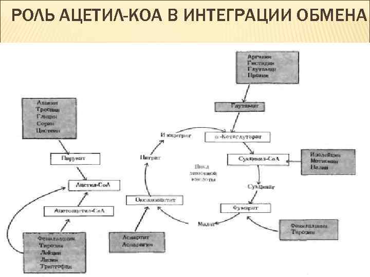 РОЛЬ АЦЕТИЛ-КОА В ИНТЕГРАЦИИ ОБМЕНА 