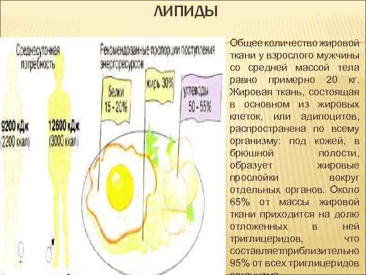 ЛИПИДЫ Общее количество жировой ткани у взрослого мужчины со средней массой тела равно примерно