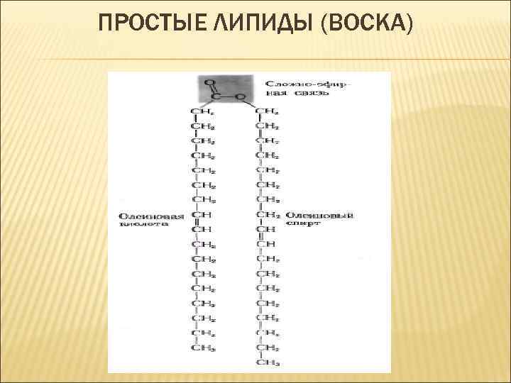 ПРОСТЫЕ ЛИПИДЫ (ВОСКА) 