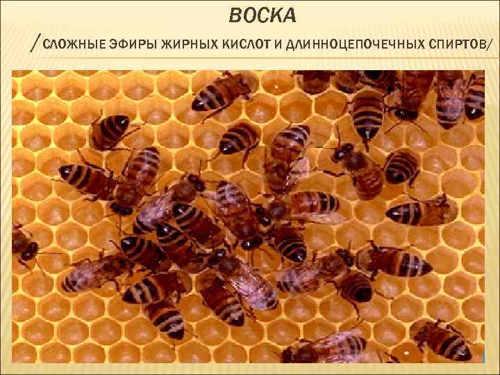 ВОСКА /СЛОЖНЫЕ ЭФИРЫ ЖИРНЫХ КИСЛОТ И ДЛИННОЦЕПОЧЕЧНЫХ СПИРТОВ/ 