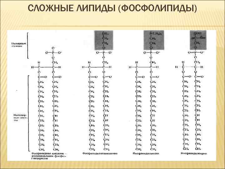 СЛОЖНЫЕ ЛИПИДЫ (ФОСФОЛИПИДЫ) 