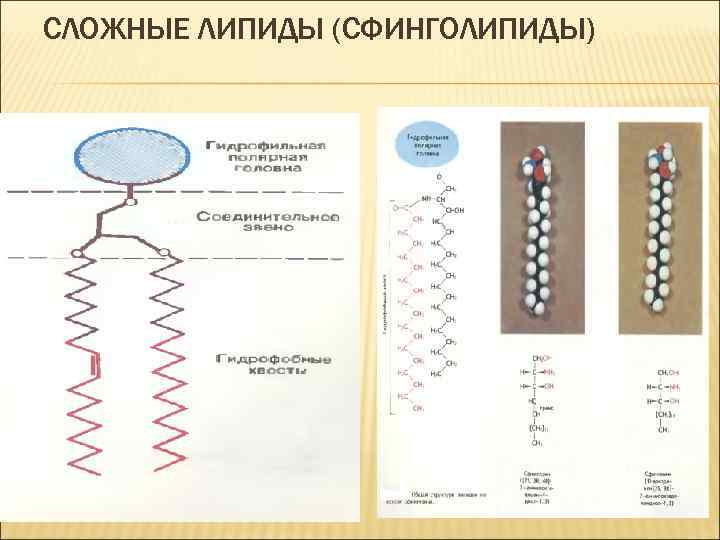 СЛОЖНЫЕ ЛИПИДЫ (СФИНГОЛИПИДЫ) 