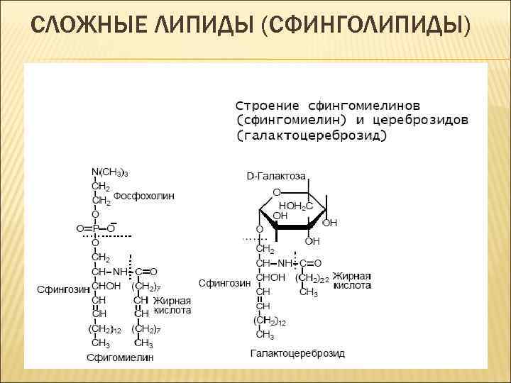 Структура глицерофосфатов и сфинголипидов