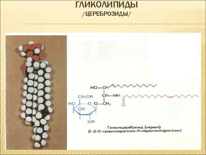 ГЛИКОЛИПИДЫ /ЦЕРЕБРОЗИДЫ/ 