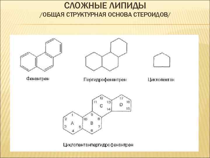 СЛОЖНЫЕ ЛИПИДЫ /ОБЩАЯ СТРУКТУРНАЯ ОСНОВА СТЕРОИДОВ/ 