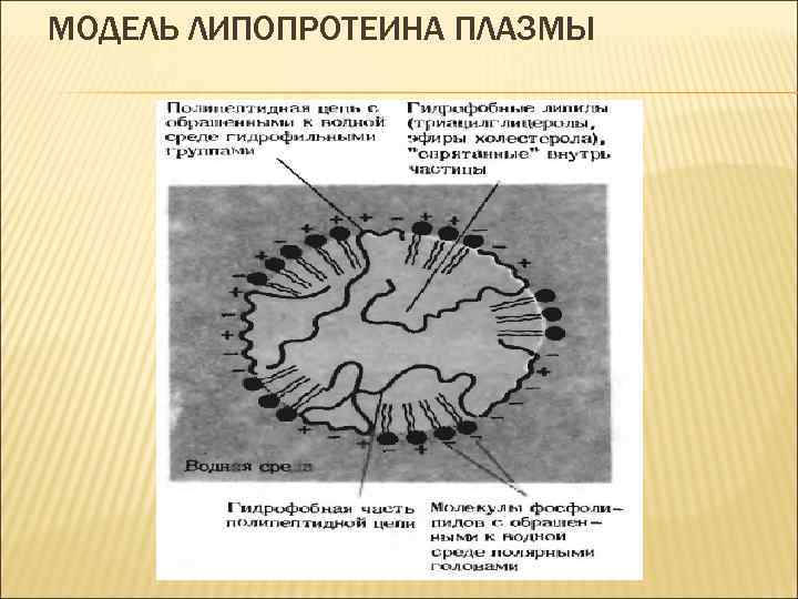 МОДЕЛЬ ЛИПОПРОТЕИНА ПЛАЗМЫ 