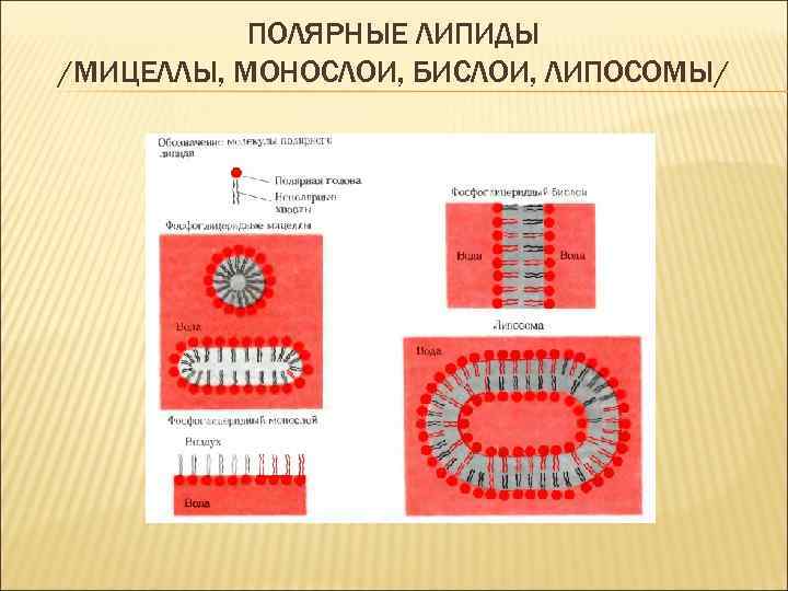 ПОЛЯРНЫЕ ЛИПИДЫ /МИЦЕЛЛЫ, МОНОСЛОИ, БИСЛОИ, ЛИПОСОМЫ/ 