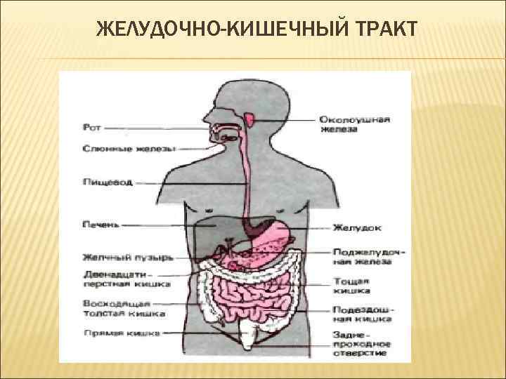 ЖЕЛУДОЧНО-КИШЕЧНЫЙ ТРАКТ 