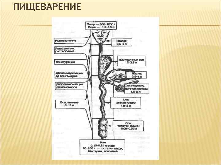 ПИЩЕВАРЕНИЕ 