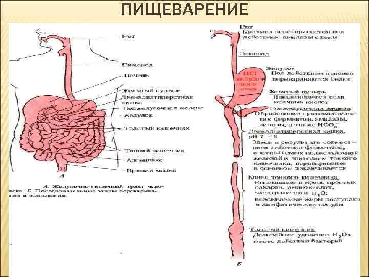 ПИЩЕВАРЕНИЕ 