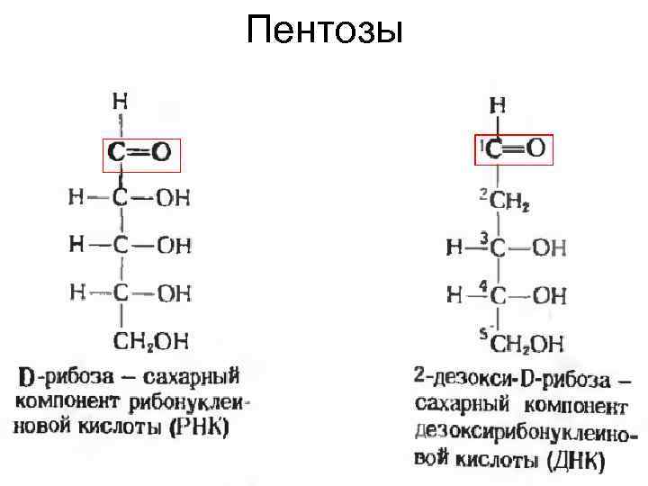 Пентозы 