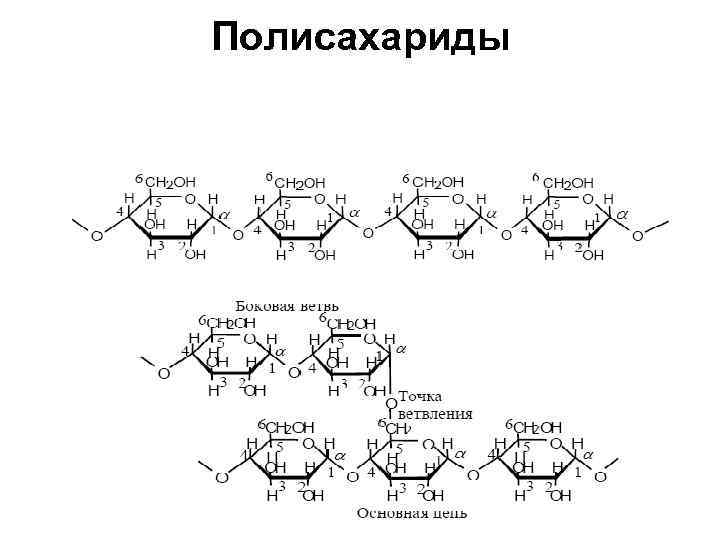 Полисахариды 