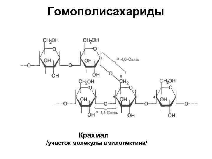 Гомополисахариды Крахмал /участок молекулы амилопектина/ 