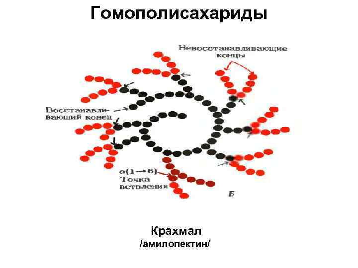 Гомополисахариды Крахмал /амилопектин/ 