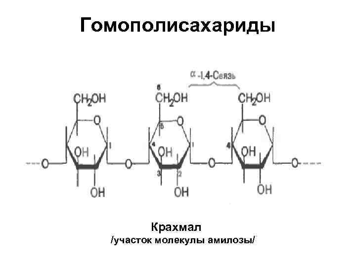 Гомополисахариды Крахмал /участок молекулы амилозы/ 