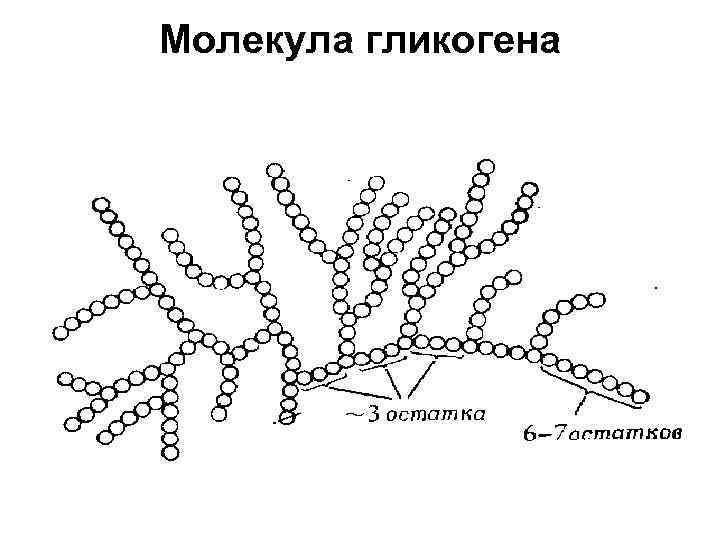 Молекула гликогена 