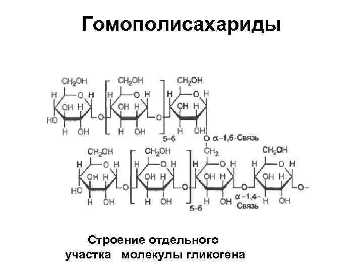 Гомополисахариды Строение отдельного участка молекулы гликогена 