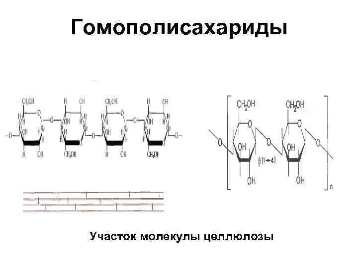 Гомополисахариды Участок молекулы целлюлозы 