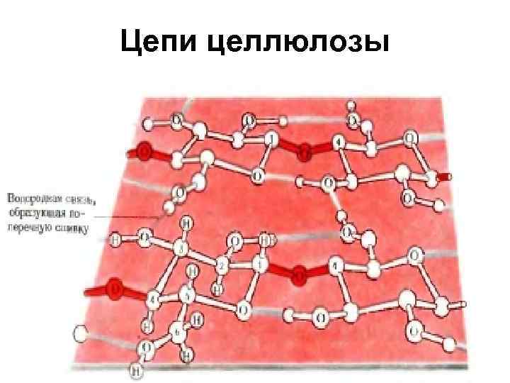 Цепи целлюлозы 