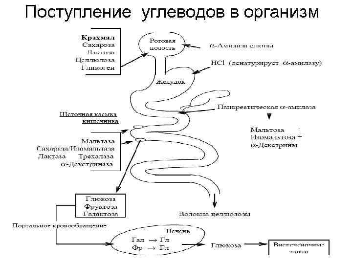 Поступление углеводов в организм 