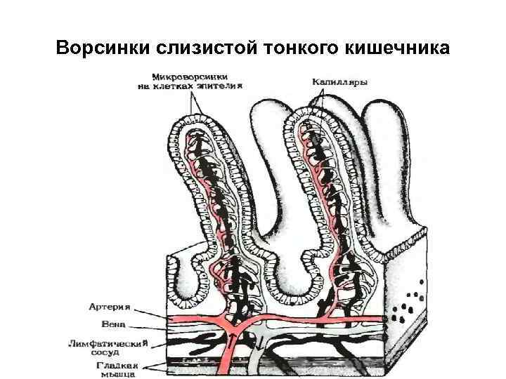 Схема строения кишечной ворсинки