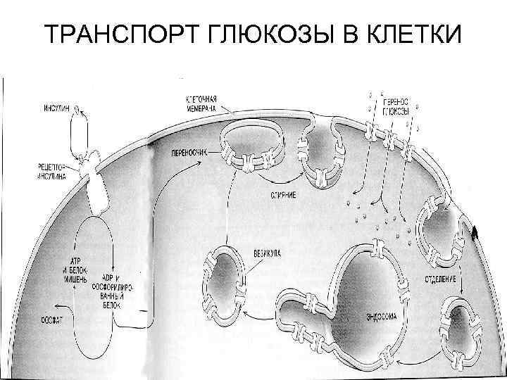 ТРАНСПОРТ ГЛЮКОЗЫ В КЛЕТКИ 