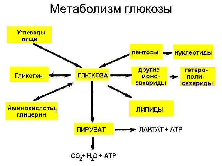 Метаболизм глюкозы 