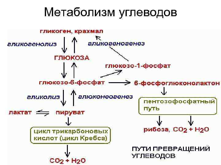 Метаболизм углеводов 