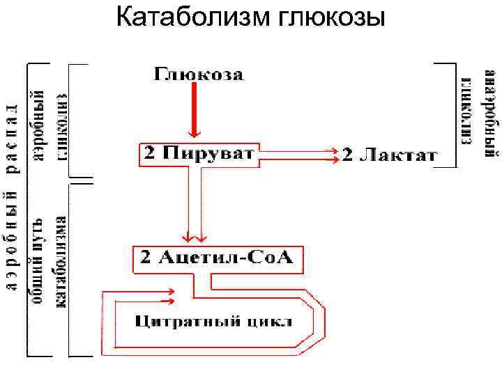 Катаболизм глюкозы 