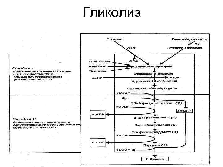 Гликолиз 