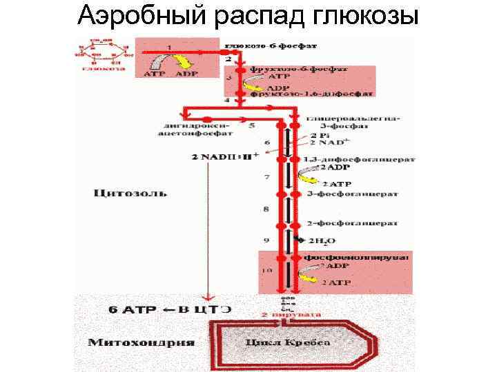 Аэробный распад глюкозы 