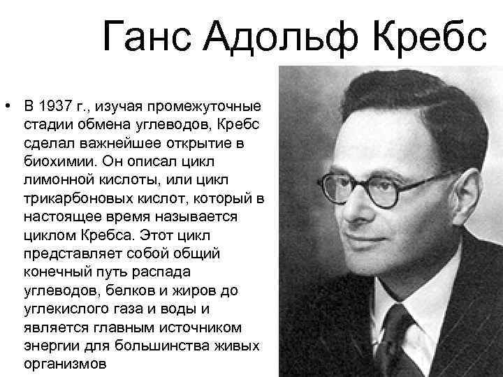 Ганс Адольф Кребс • В 1937 г. , изучая промежуточные стадии обмена углеводов, Кребс