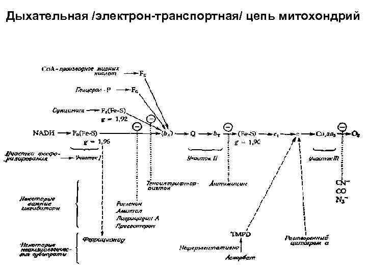 Дыхательная /электрон-транспортная/ цепь митохондрий 