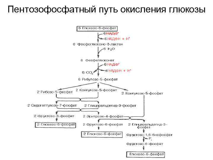 Пентозофосфатный путь окисления глюкозы 