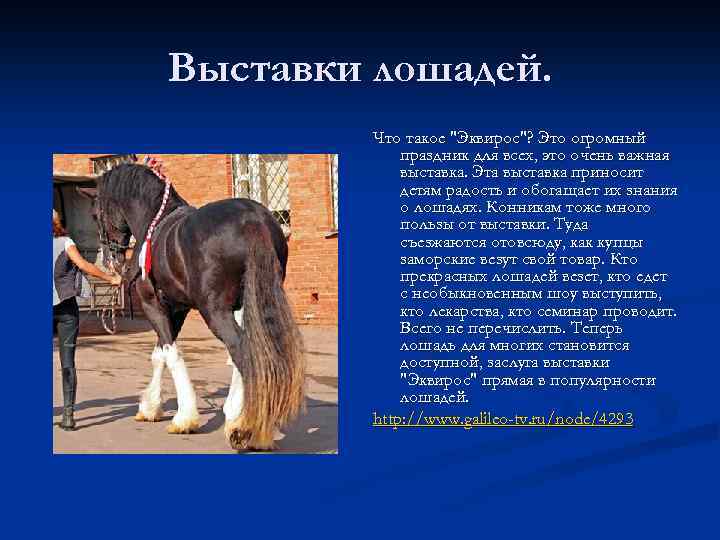 Выставки лошадей. Что такое "Эквирос"? Это огромный праздник для всех, это очень важная выставка.