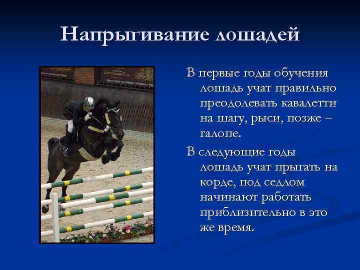 Напрыгивание лошадей В первые годы обучения лошадь учат правильно преодолевать кавалетти на шагу, рыси,