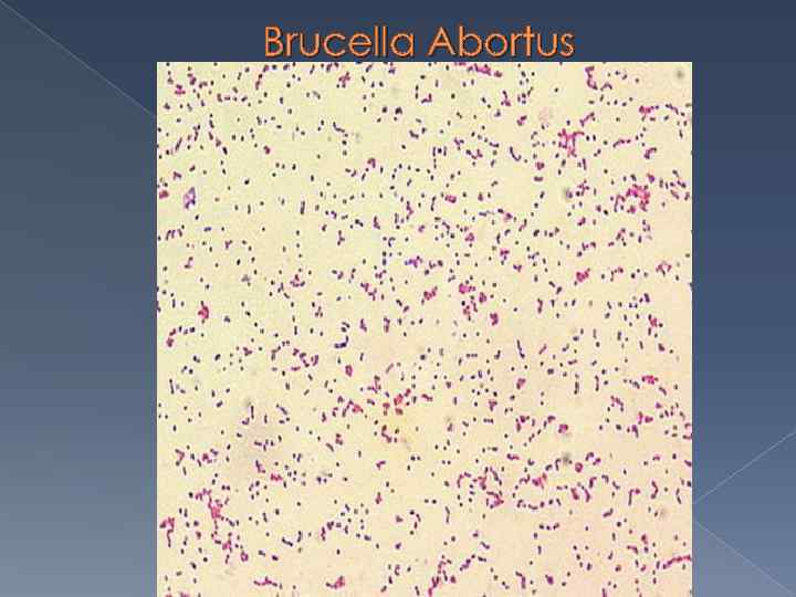 Brucella Abortus 