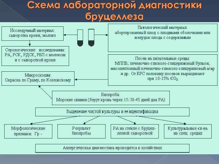 Бруцеллез патогенез. Схема лабораторной диагностики бруцеллеза. Лабораторная диагностика бруцеллеза схема. Бактериологический метод диагностики бруцеллеза схема. Схема микробиологической диагностики бруцеллеза.