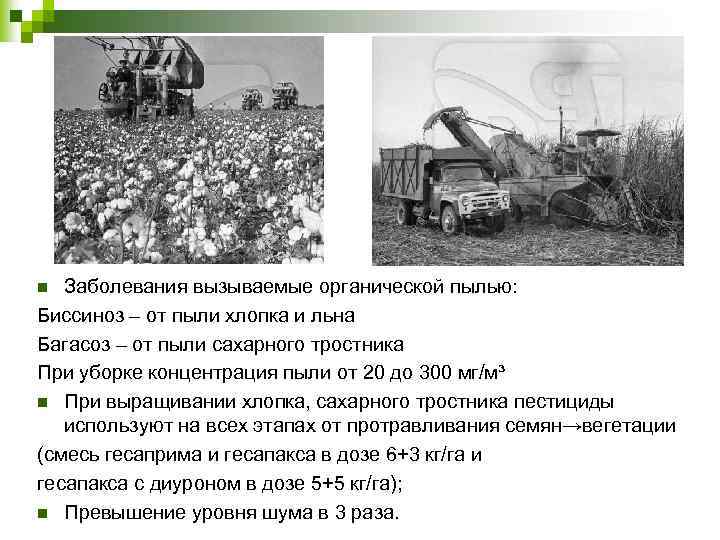 Заболевания вызываемые органической пылью: Биссиноз – от пыли хлопка и льна Багасоз – от