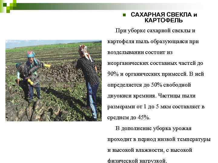 n САХАРНАЯ СВЕКЛА и КАРТОФЕЛЬ При уборке сахарной свеклы и картофеля пыль образующаяся при