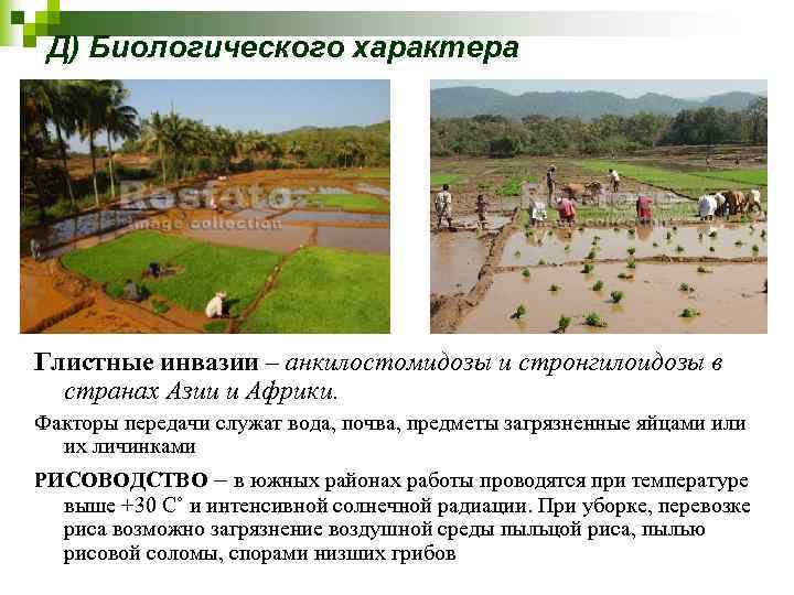 Д) Биологического характера Глистные инвазии – анкилостомидозы и стронгилоидозы в странах Азии и Африки.