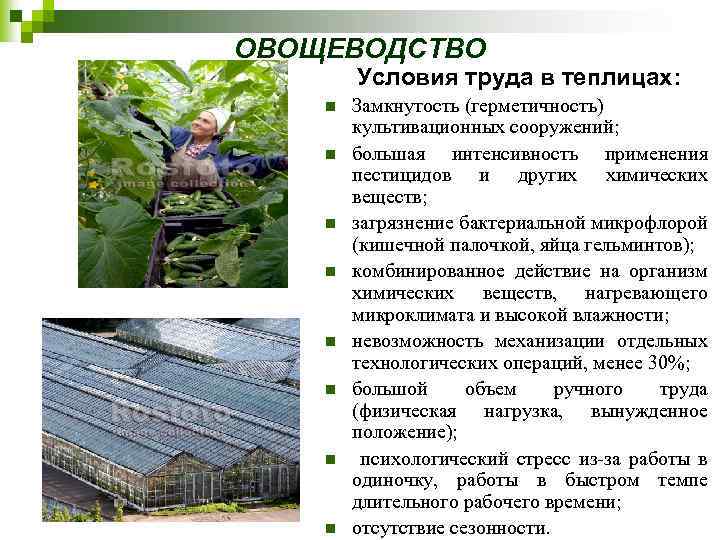 ОВОЩЕВОДСТВО Условия труда в теплицах: n n n n Замкнутость (герметичность) культивационных сооружений; большая