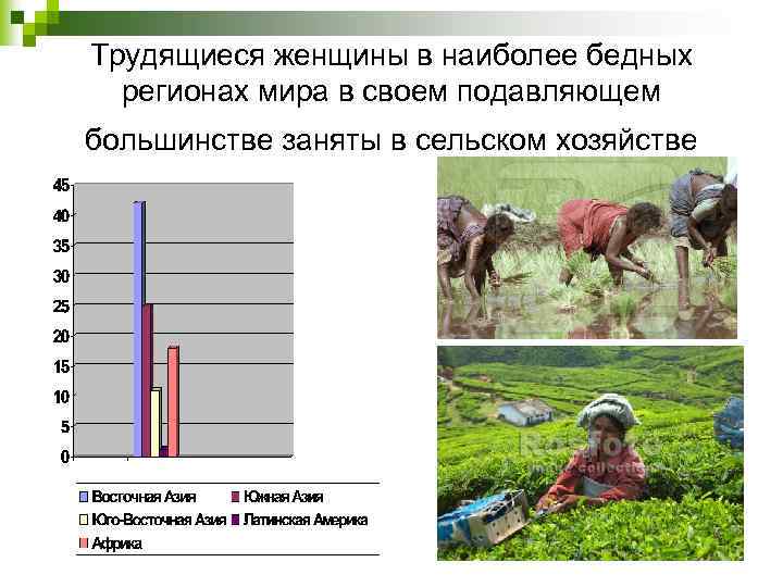 Трудящиеся женщины в наиболее бедных регионах мира в своем подавляющем большинстве заняты в сельском