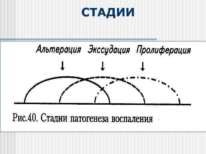 СТАДИИ 