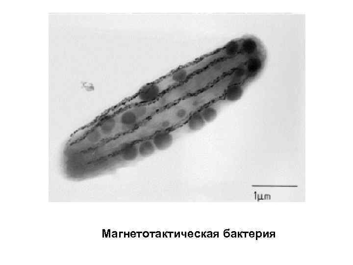 Магнетотактическая бактерия 