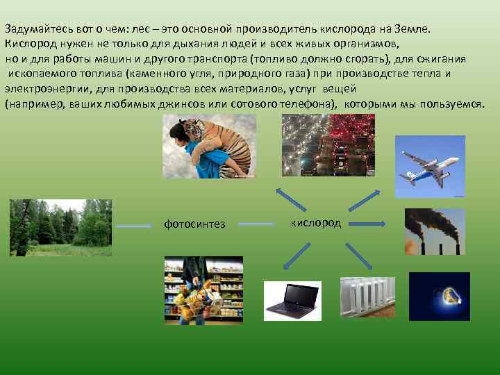 Задумайтесь вот о чем: лес – это основной производитель кислорода на Земле. Кислород нужен